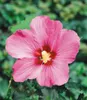 BALDUR Garten 5er Hibiskus-Hecke, Pflanzen im 9x9 cm-Topf, Produktbild-Vorschau 3