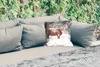 MuchoWow® Outdoor Kissen - Schottisches Hochlandrind - Baum Produktbild-Vorschau 2
