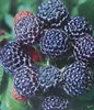 3er Set Himbeere schwarz Black Jewel Himbeeren Pflanzen süß Produktbild-Vorschau 1