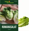 Romanasalat Xanadu Samen - Lactuca sativa - Produktbild-Vorschau 1