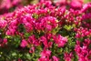 Rhododendron obtusum 'Kermesina', Azalee, karmesinrot, Produktbild-Vorschau 6