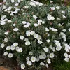 2 x Silberwinde - Convolvulus cneorum | 25-30 cm en Voir les images du produit 1