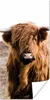 MuchoWow® Poster Schottische Highlander - Landschaft - Kuh Produktbild-Vorschau 1