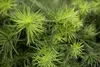 Larix kaempferi, Japanische Lärche, 80–100 cm Produktbild-Vorschau 3