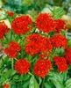 Lychnis chalcedonica, Burning Love, jasnoczerwona, doniczka Podgląd zdjęcia produktu 7