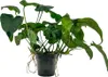 Mutterpflanze Aquarium Pflanze Anubias barteri XL AquaOne Produktbild-Vorschau 1