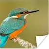 MuchoWow® Poster Eisvogel - Tiere - Vogel 100x100 cm - Produktbild-Vorschau 1