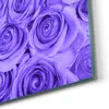 DEQORI Hybrid Leinwand Bild 90x60 cm 'Lila Rosenpracht' Produktbild-Vorschau 5