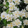 Filadelfo (Philadelphus) Rosace 1L Anteprima dell’immagine prodotto 1