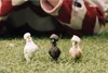 Schleich Hühnerfreunde Produktbild-Vorschau 12