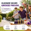 2500x Knallerbsen - Knallteufel Kat. F1 - Silvester - Fun Produktbild-Vorschau 6