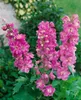 Delphinium Pacific 'Astolat', Rittersporn, rosa-lila, ca. Produktbild-Vorschau 1