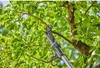 Gardena Akku-Teleskop-Baumschere HighCut 250/18V P4A Produktbild-Vorschau 13