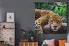 MuchoWow® Wandteppich Wandbehang Jaguar ruht 120x120 cm Produktbild-Vorschau 5