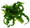 Asplenium antiquum Hurricane – Speciální odrůdy pokojových Náhled obrázku produktu 3