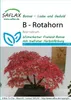 Artikelbild 1 von 'Rotahorn' aus der Kategorie Bonsaisamen Náhľad obrázku produktu