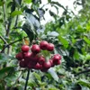 A close-up of a cluster of red berries on a branch with green leaves. Náhled obrázku produktu