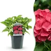 Green boutiQ - Hortensia - Hydrangea macrophylla Red - Voir les images du produit 2