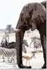 Leinwandbild tiere afrika elefanten zebras strauße Produktbild-Vorschau 3