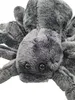 Cornelissen - Doudou - Araignée Tarantula Voir les images du produit 6