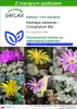 SAFLAX - Kwitnące kamienie / Conophytum Mix - 40 Nasiona - Podgląd zdjęcia produktu 1