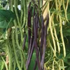 Haricots, mélange de différentes variétés, gousses de Voir les images du produit 3