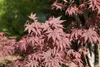 Acer palmatum 'Bloodgood', Japanischer Ahorn, tiefrot, Produktbild-Vorschau 4