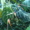 Anthurium (Anthurium clarinervium)  - 1 graine germée Voir les images du produit 2