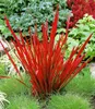 A close-up shot of a vibrant red ornamental grass plant, known as 'Red Baron', surrounded by lush green foliage and other plants in a garden setting. Produktbild-Vorschau