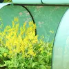 Outsunny Gewächshaus mit PE-Gitterfolie Aufrollbar Produktbild-Vorschau 9