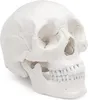 Osteopathie Anatomie Schädel Modell lebensgroß  22 teilig Produktbild-Vorschau 3