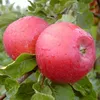 Apfelbaum `Santana´, für Allergiker geeignet, Niedrigstamm Produktbild-Vorschau 1
