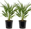 Bloomique - Lot de 2 - Chamaerops Humilis - Palmier nain Voir les images du produit 1