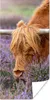 MuchoWow® Poster Schottischer Highlander - Tiere - Heide Produktbild-Vorschau 1
