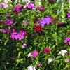 6 x Bartnelke Flieder  - Dianthus barbatus 'Indianer Produktbild-Vorschau 2
