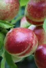 Nektarine Rhonegold Nektarinenbaum - Buschbaum Topfballen Produktbild-Vorschau 1