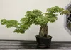 SAFLAX - Dreispitzahorn - Acer buergerianum - 30 Samen - Produktbild-Vorschau 7