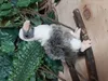 Plüschtier Geier 16 cm , Stofftiere Kuscheltiere Vogel Produktbild-Vorschau 6