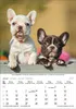 Korsch Kalender 2027: Hunde – Mit wechselnden Tiermotiven Produktbild-Vorschau 2