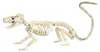 Skelett Ratte als Halloween Dekoration 20cm Produktbild-Vorschau 2