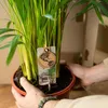 Areca-Palme Dypsis lutescens Ø24cm 130cm Betelpalme Produktbild-Vorschau 6