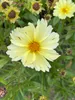 6 x Coreopsis hybr. 'Full Moon'® - Mädchenauge - Topf 9 x 9 Produktbild-Vorschau 1