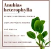Aquarium Pflanze 3 Stück Anubias heterophylla Produktbild-Vorschau 2