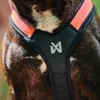 Non-stop dogwear Geschirr Rush Harness schwarz/orange, Produktbild-Vorschau 3