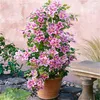 A potted clematis plant with pink and white flowers on a trellis, placed outdoors on a stone patio next to a stone bench. Produktbild-Vorschau