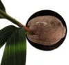 Prawdziwa palma kokosowa - Cocos nucifera - z prawdziwym Podgląd zdjęcia produktu 5