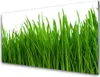 Acrylglasbilder 100x50 Wandbild Druck Gras Pflanzen Produktbild-Vorschau 1