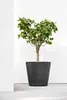 Ecopots Amsterdam Wheels 80 Pot de fleurs - L 80 cm x H Voir les images du produit 10