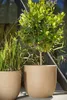 Two potted plants, one a small tree and the other tall grass, are placed outdoors on a patio. Náhľad obrázku produktu