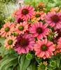 BALDUR Garten 1x Echinacea Evolution, Pflanze im 9x9 Produktbild-Vorschau 2